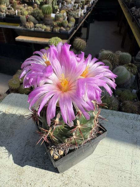 Thelocactus bicolor
